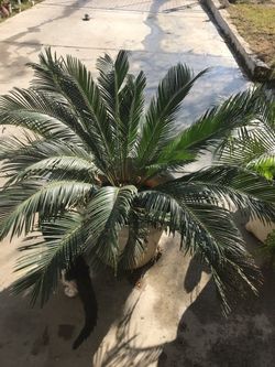 Beautiful Palm Trees