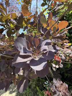 Smokehouse Tree