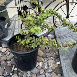 Healthy Elephant Bush Succulent Live Plant!