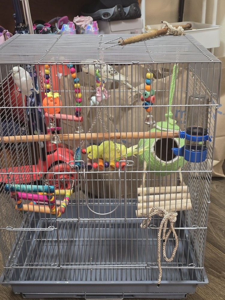 Parrots Cage With Accessories And 3 Beautiful Parrots Plus Food