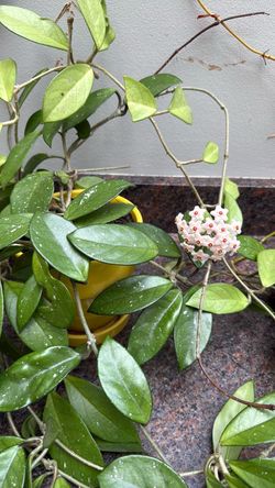 Flowering Wax Plant Hoya Carnosa Clay Pot