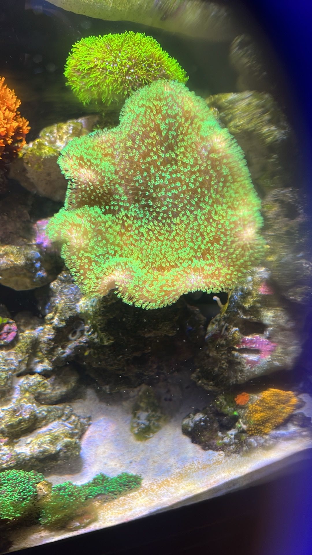 Toadstool
