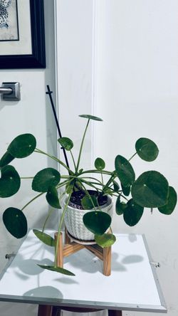 Chinese Money Plant
