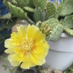 Chicago Hardy outside winter cactus plants