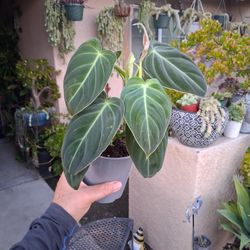 Philodendron Melanochrysum Plant $35