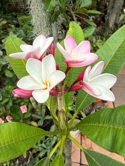 Pink and White Plumeria Plant