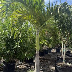 Adonidia ( Christmas Palm) Single, Double, Triple. 