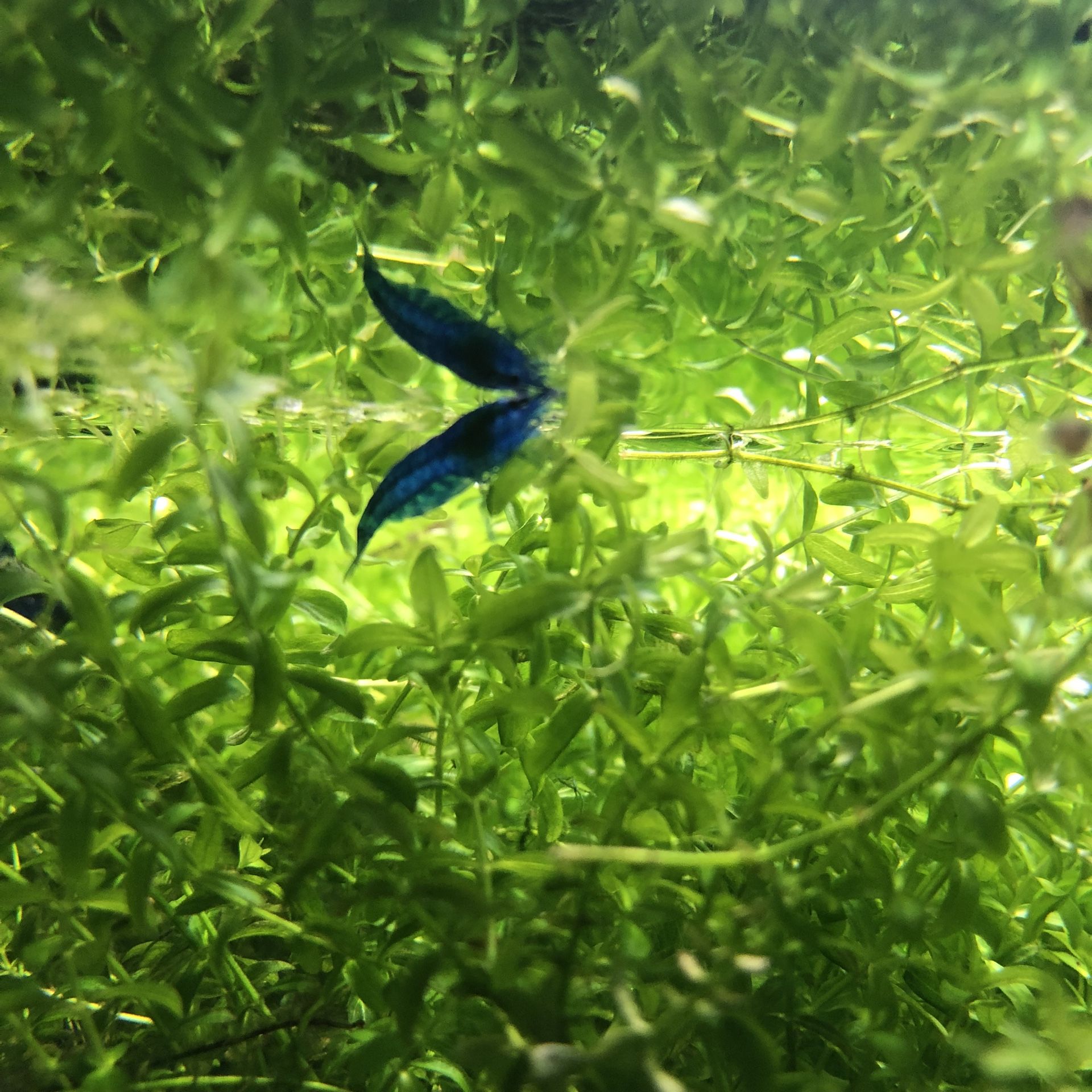 Aquarium Plants And Items