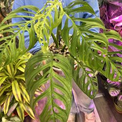 Esqueleto Monstera Plant ( Big And Healthy 10” Pot)