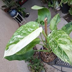 Variegated Philodendron JOSE BOUNO Plant $49