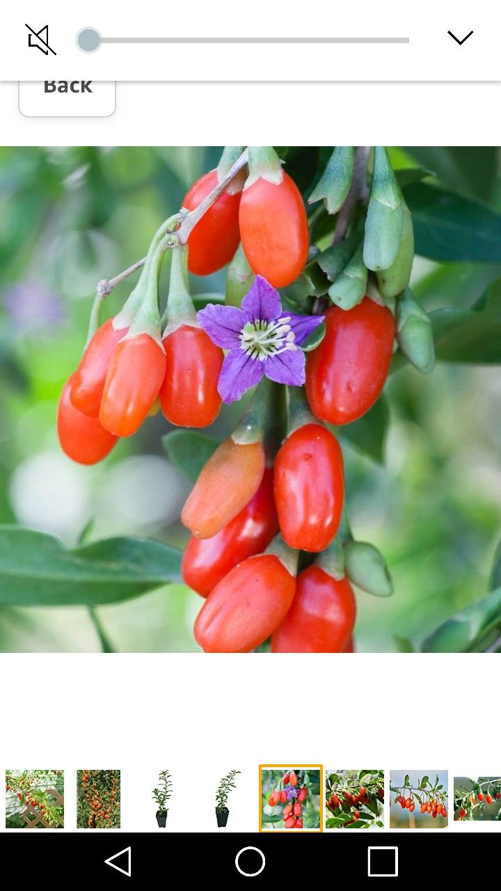 Goji Red Berry Wolfberry 3gallon 4ft Fully Grown Plant