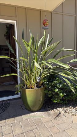 Large pots with a bird of Paradise