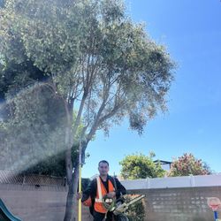 Tree 🌲 🌳 🌴Trimmer 🪓 🪵 Specialist