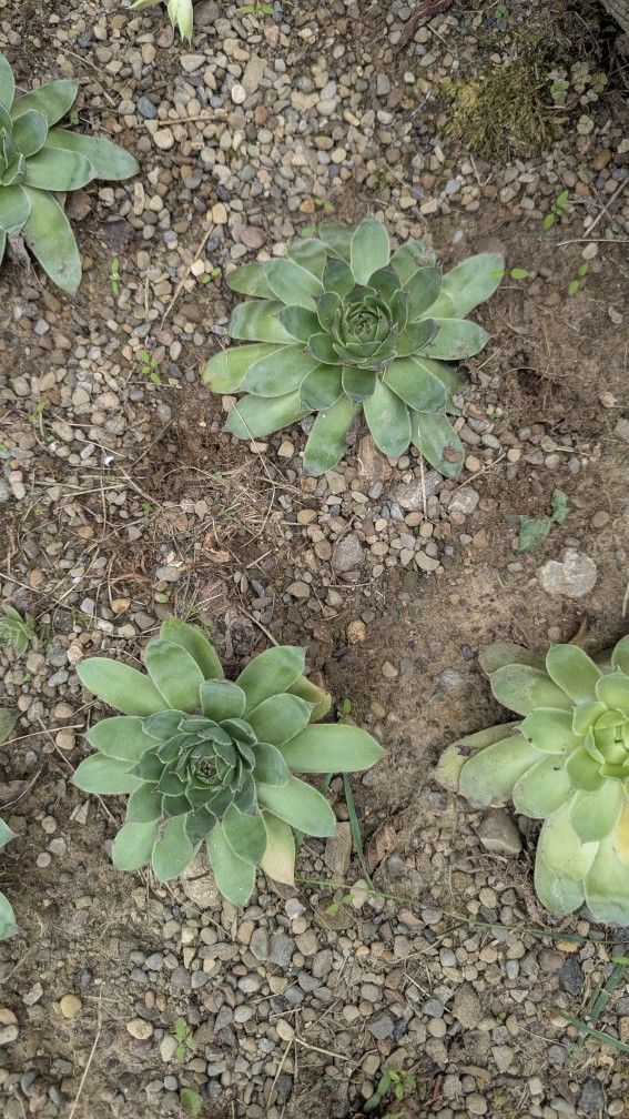 Hens An Chicks
