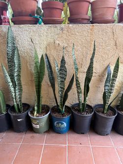 Sansevieria zeylanica Snake Plant Mother-in-Law's Tongue
