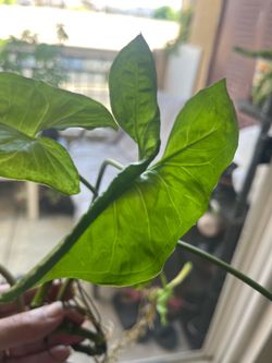 Rooted in door  plant