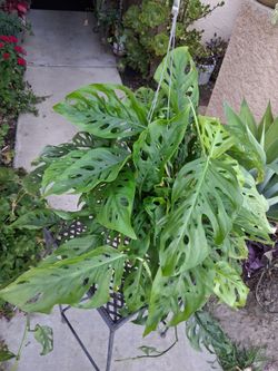 Large Monstera Swiss Cheese Plant $38