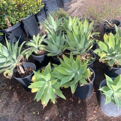 Agava Plants