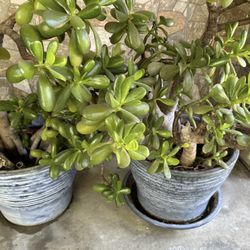 Jade Plant 