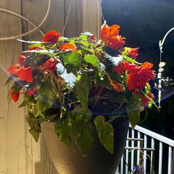 Hanging baskets & Pots