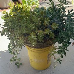 Succulents Plant