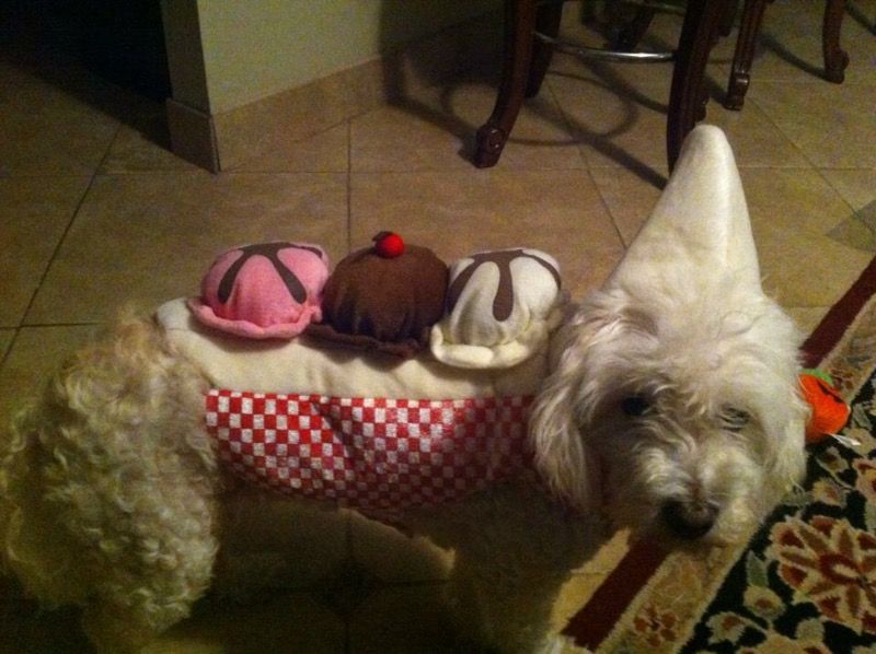 Ice cream pet costume