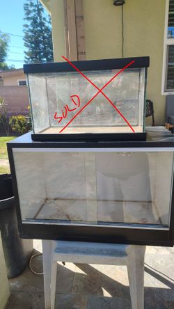 lizard tank