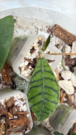 Hoya Callistophylla