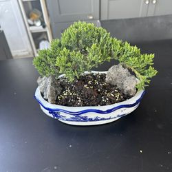 Mini Bonsai Juniper 