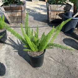Foxtail Fern