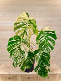 Monstera Albo Large 2-3ft