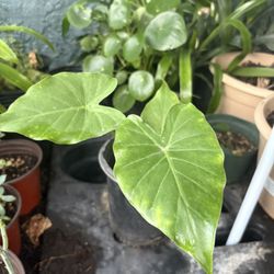 Elephant Ear Plant 