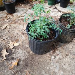 Plantas De Rudas Y Romeros Plants