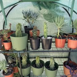 Cactus,  Succulent, And Plants For Sale