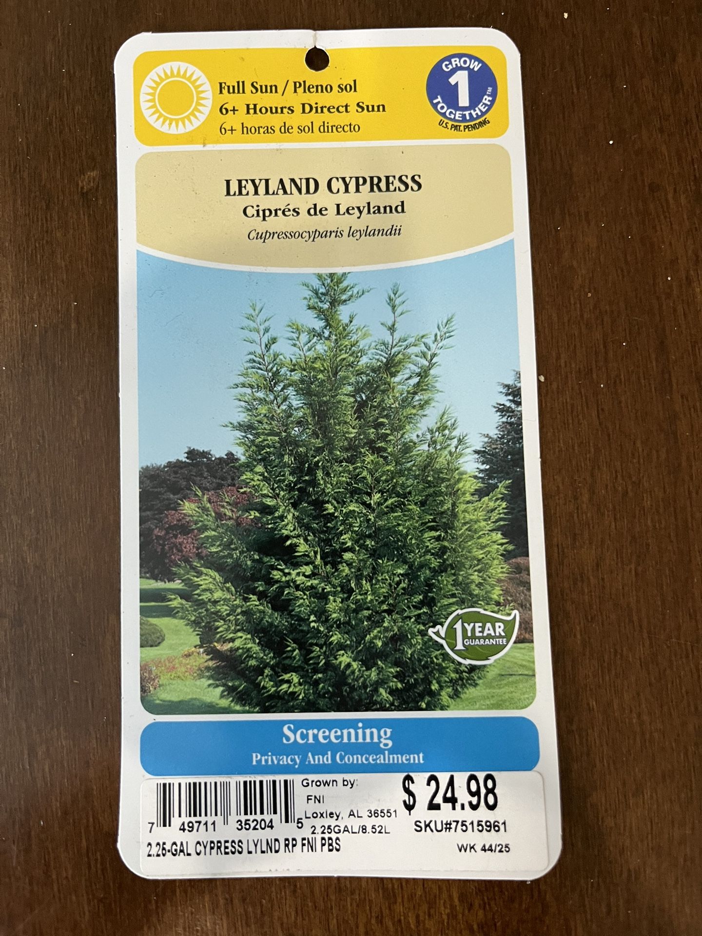 Leyland Cypress