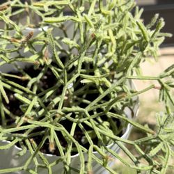 HANGING RHIPSALIS BACCIFERA 