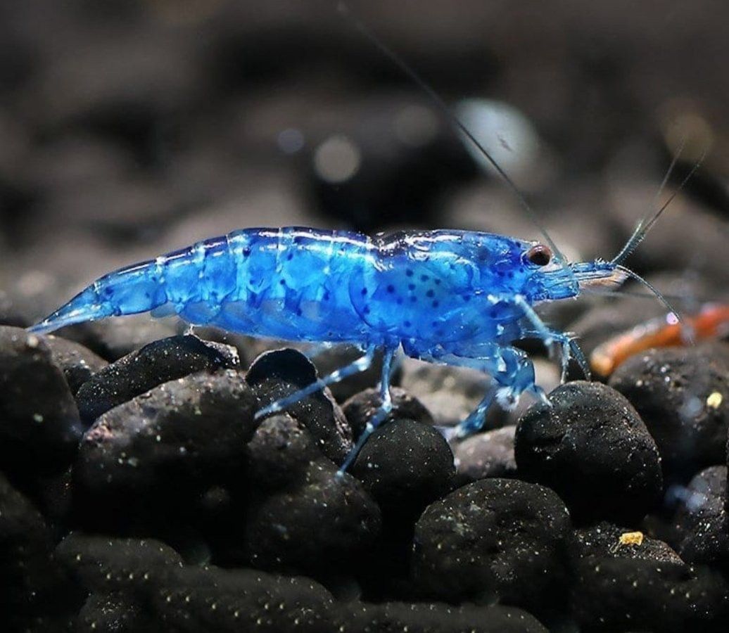 Cherry Shrimp Decorum 