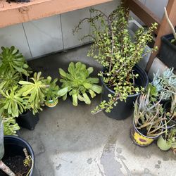 Various Plants Succulents 