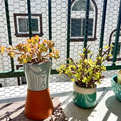 Assorted Succulents & Pots