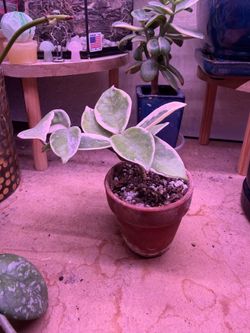 Hoya Plant