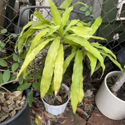 Dracaena Plant 3 Feet