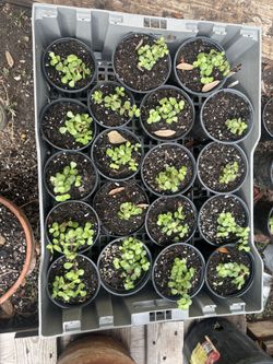 Desert Rose And Mini Jade Plants