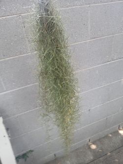 LIVE "SPANISH MOSS", Tillandsia Usenoides