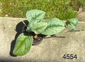 Scindapsus pictus 'Exotica' (Satin Pothos)