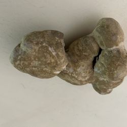 Petrified dinosaur poop, weighs 1 pound