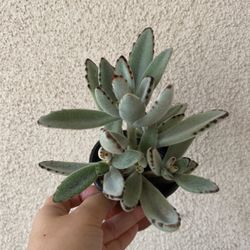 Beautiful Panda Ears Succulent Plant