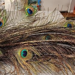 Peacock Tail Feathers