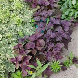 Beef Steak Coleus Perennial $1 A Plant 10 To 15 Plants In Each Pot About 4In High Now