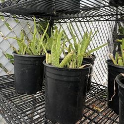 Organic Aloe Vera Live Plants