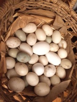 Backyard Fresh Duck Eggs
